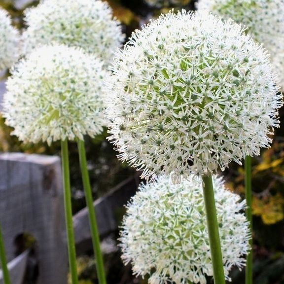 Цветок Аллиум белый