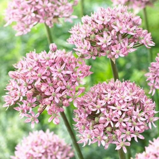 Цветок Аллиум розовый