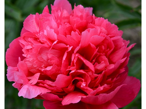 Цветок Пион