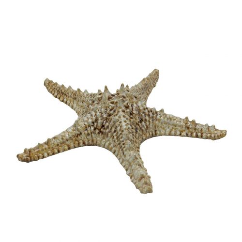 Блюдо-звезда 28 см Frutti di Mare